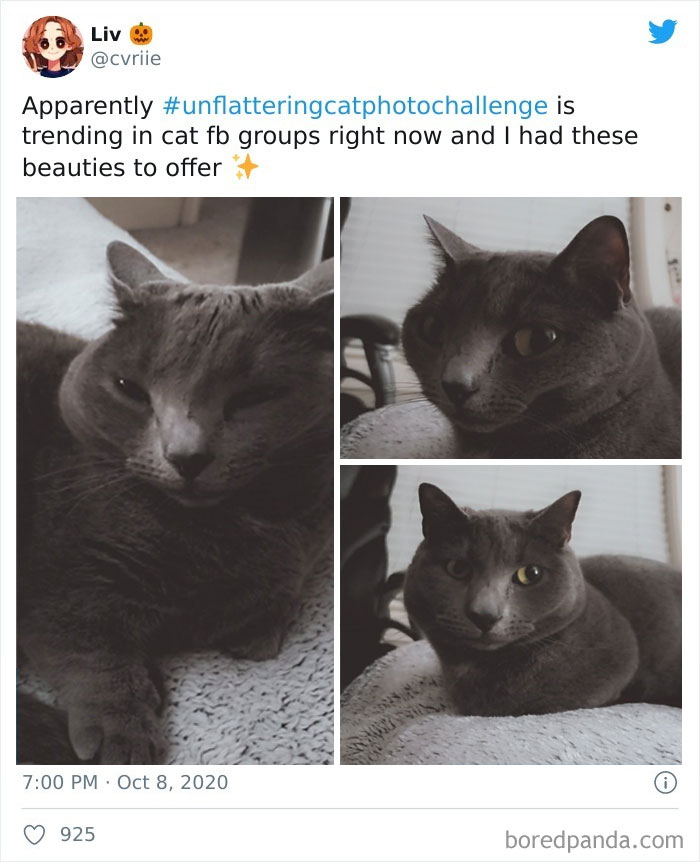 Unflattering-Cat-Photo-Challenge