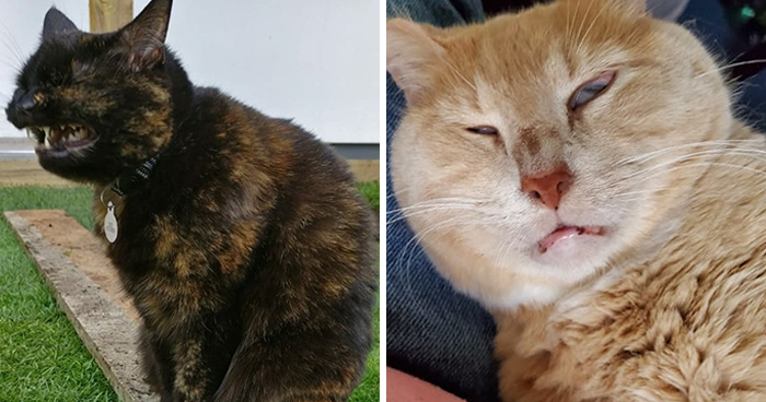 The ‘Unflattering Cat Photo Challenge’ Is Trending And It’s Hilarious How Unphotogenic These Cats Are