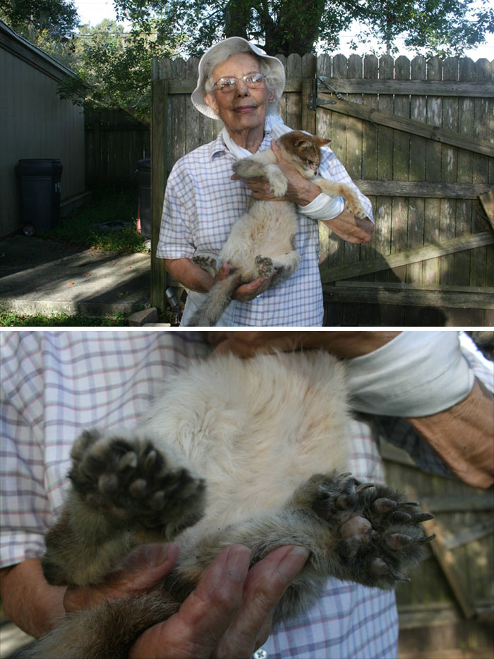 My 87 Year Old Grandma With Her 27 Year Old, 24 Toed, Polydactyl Cat