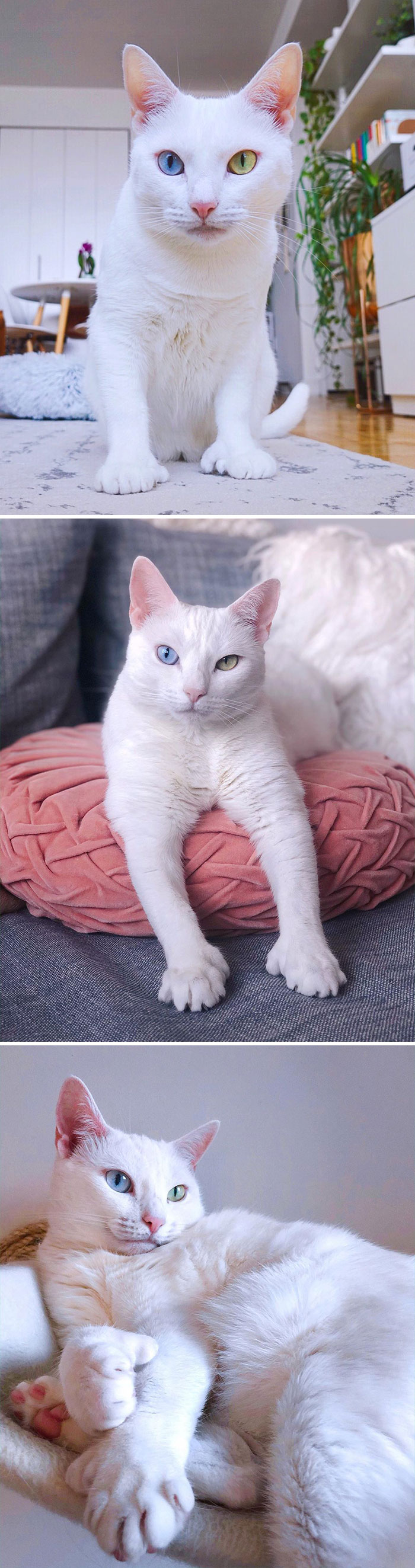 Sansa Is A Special Needs Rescue Princess With Feline Hyperesthesia, Different Colored Eyes & More Toes Than You
