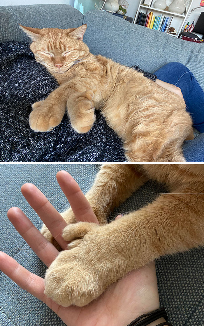 The Polydactyl Chonk I Catsit Every So Often. He Weighs About 25 Lbs And Has Paws Almost As Big As My Hands