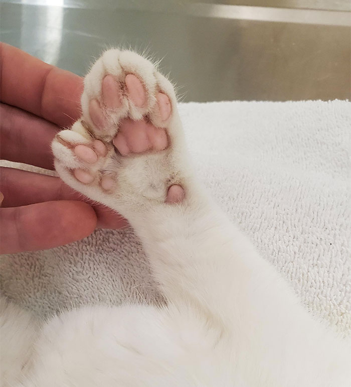 This Kitty Got An Extra Helping Of Toe Beans