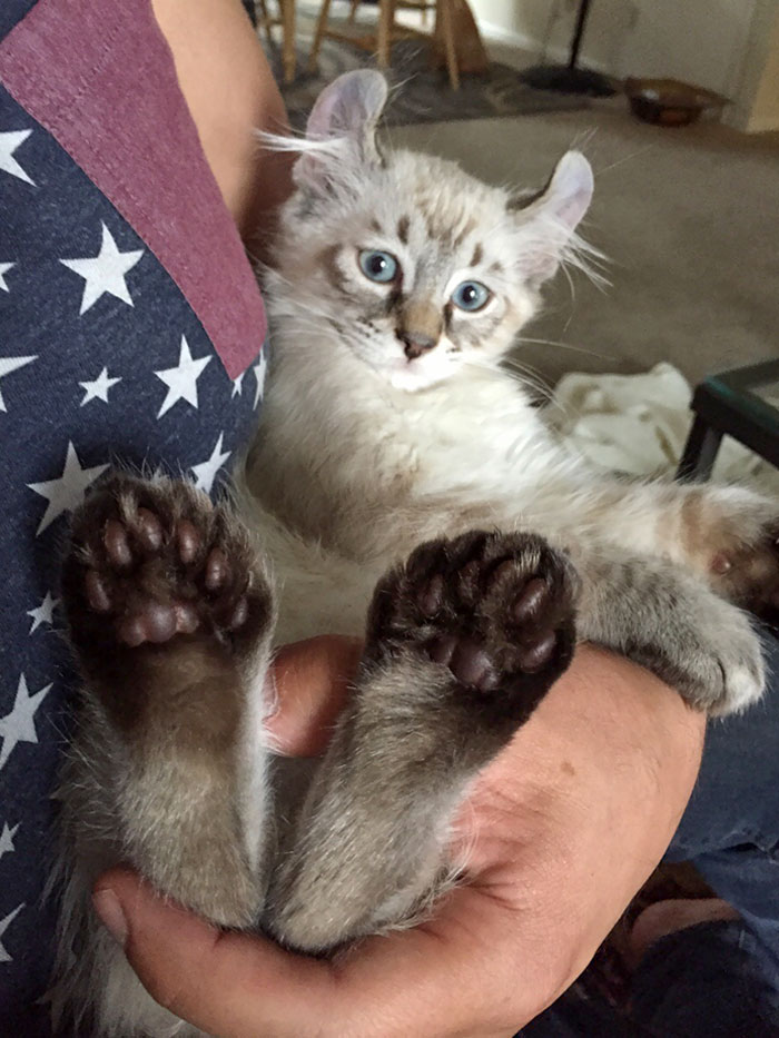 My Highland Lynx Kitten Is Polydactyl On All Four Paws