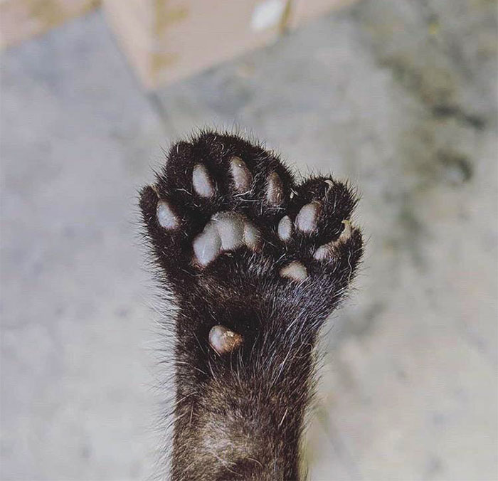 The Cat At Our Warehouse Gave Birth To A Kitten Who Has An Extra Tiny Paw That Functions As A Thumb