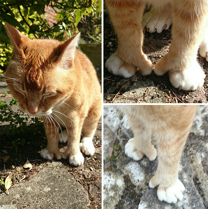 A Cat With An Opposable Thumb. I For One Welcome Our New Cat Overlords