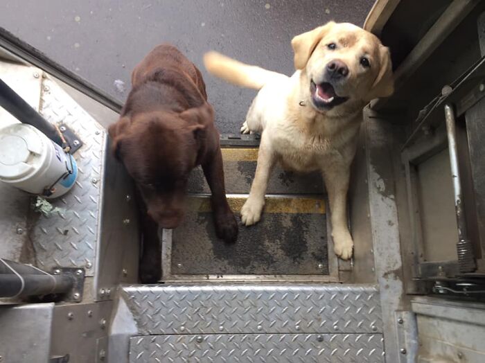 UPS-Delivery-Driver-Dogs-Scott-Hodges