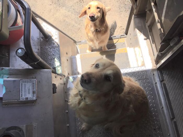 UPS-Delivery-Driver-Dogs-Scott-Hodges