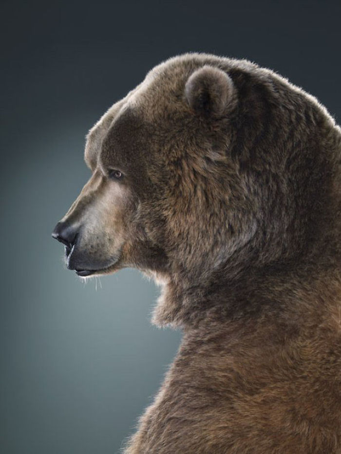 Bears Like You've Never Seen Under A Photographer's Lens (55 Pics)