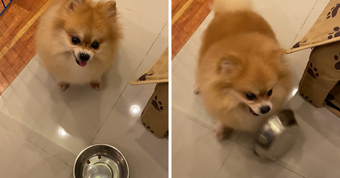 What Could Go Wrong If You Put A Dog On A Diet? Watch This Owner Learn The Hard Way