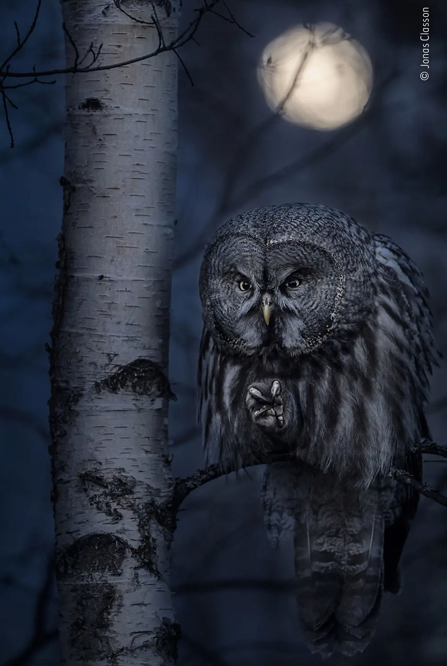 Animal Portraits Highly Commended: "Night Hunter" By Jonas Classon