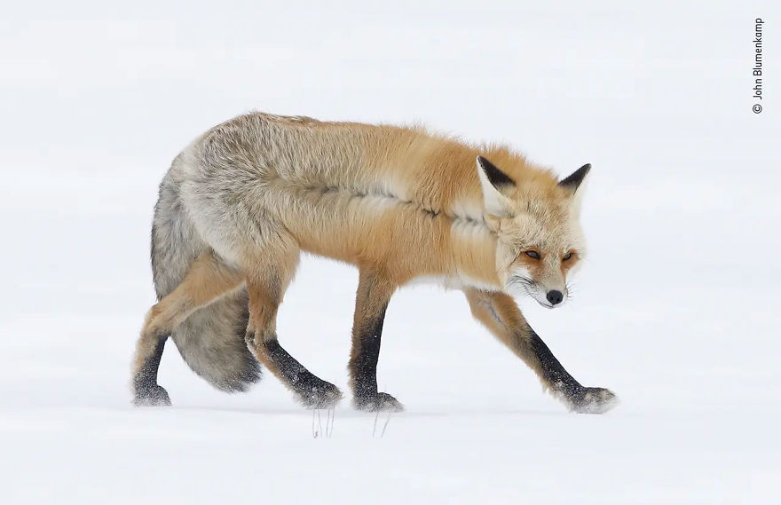 Animal Portraits Highly Commended: A Fox For All Seasons" By John Blumenkamp