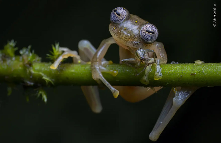 Behaviour: Amphibians And Reptiles Winner: "Life In The Balance" By Jaime Culebras