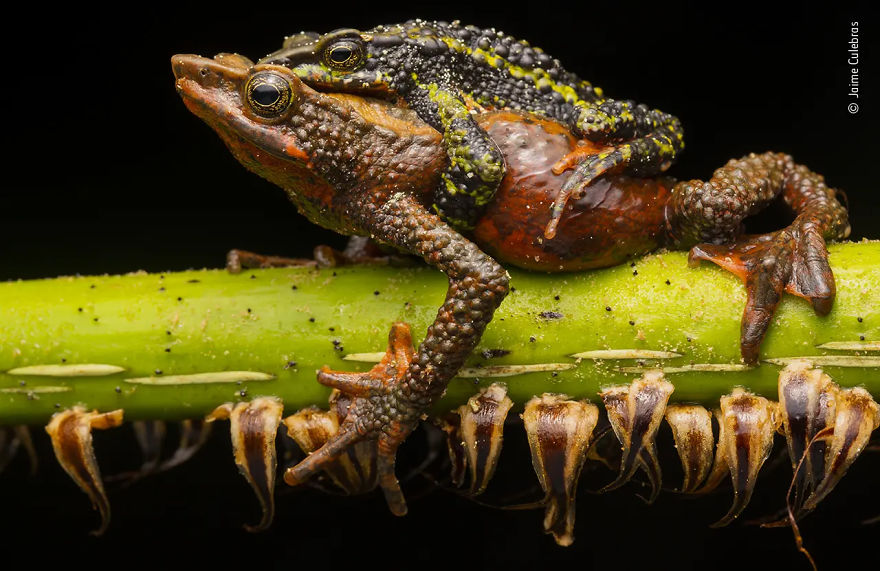 Behaviour: Amphibians And Reptiles Highly Commended:" Jaime Culebras" By Jaime Culebras