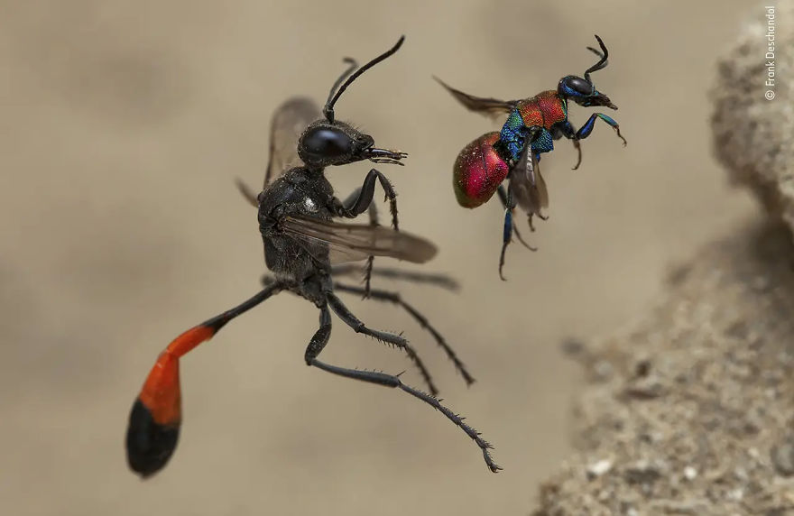 Behaviour: Invertebrates Winner: "A Tale Of Two Wasps" By Frank Deschandol