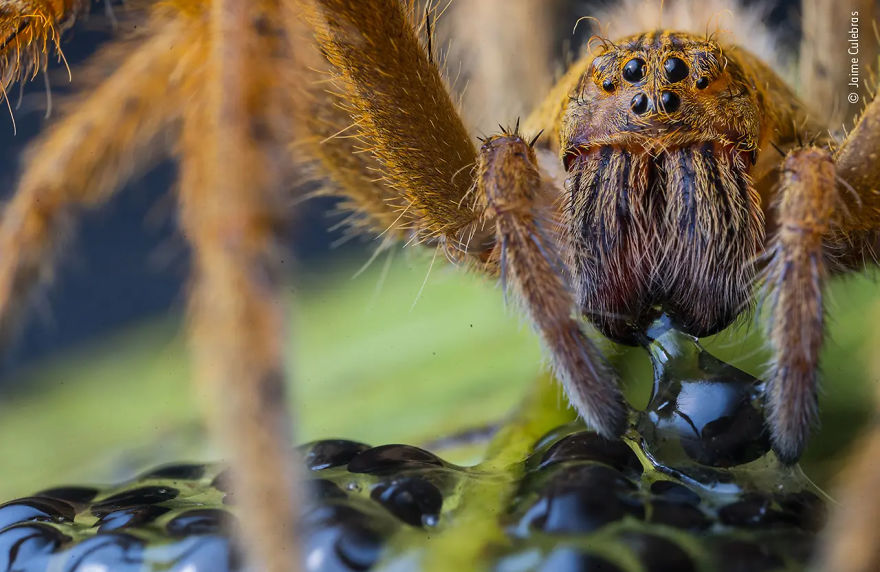 Behaviour: Invertebrates Highly Commended "The Spider’s Supper" By Jaime Culebras