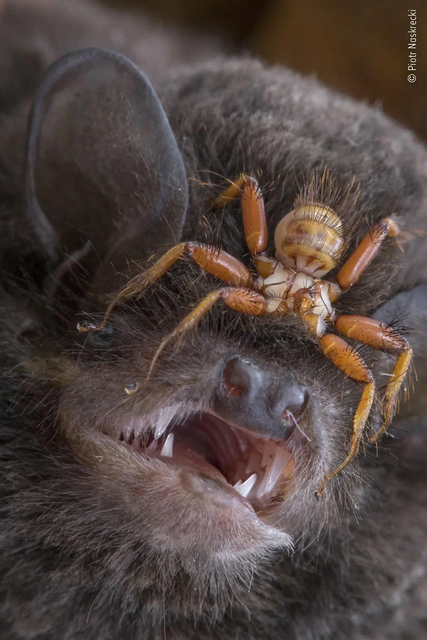 Behaviour: Invertebrates Highly Commended: "Big Bat Bloodsucker" By Piotr Naskrecki