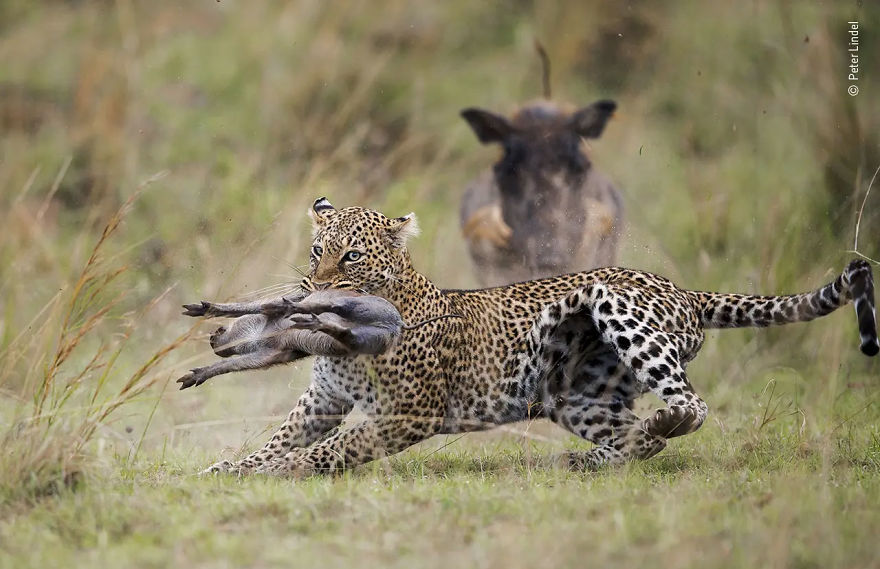 Behaviour: Mammals Highly Commended: "The Snatch" By Peter Lindel