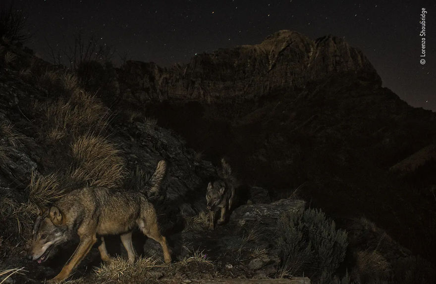 Animals In Their Environment Highly Commended: "Wolf Mountain" By Lorenzo Shoubridge