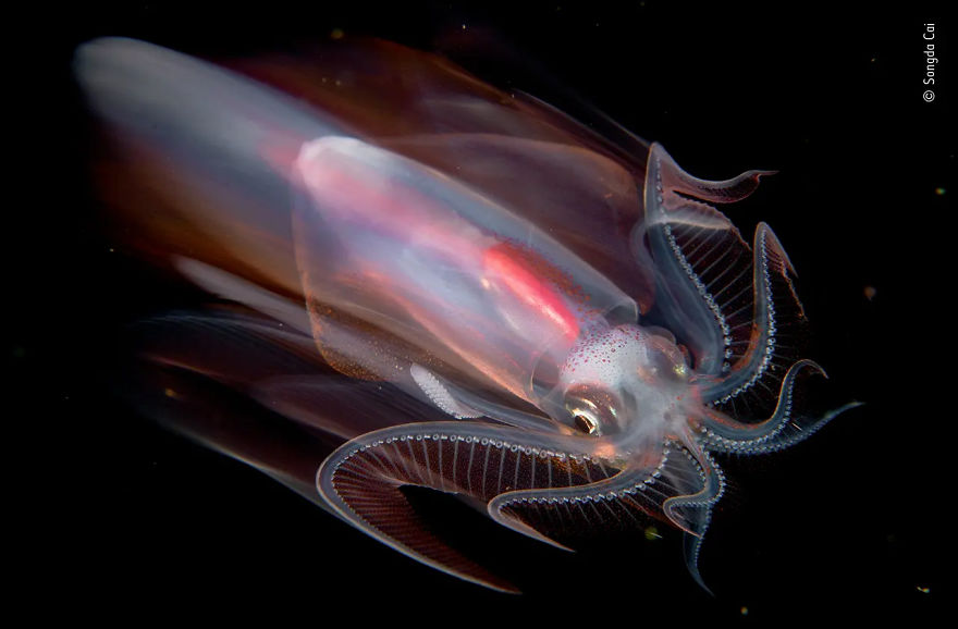 Under Water Highly Commended: "Speeding Squid" By Songda Cai
