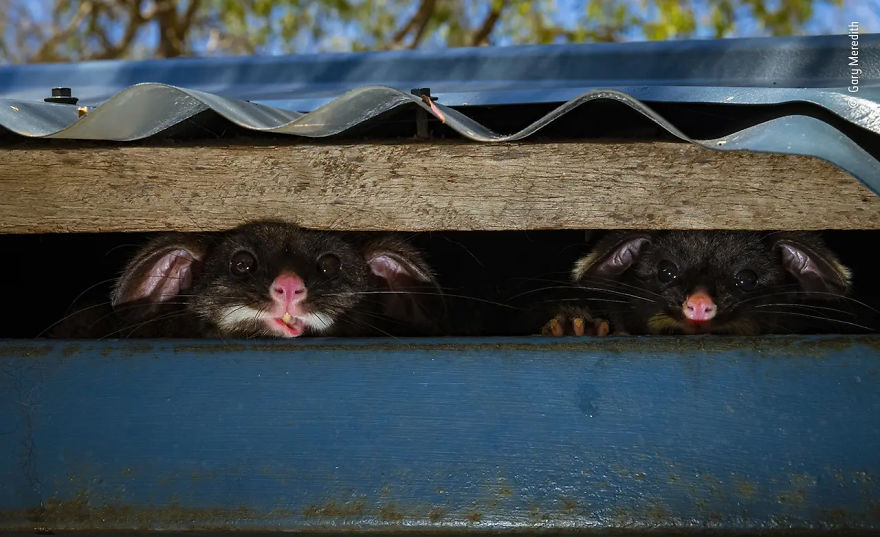Urban Wildlife Highly Commended: "Peeking Possums" By Gary Meredith