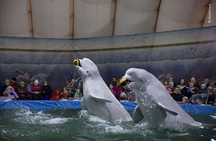 Wildlife Photojournalism Highly Commended: "Making Belugas Play Ball" By Kirsten Luce