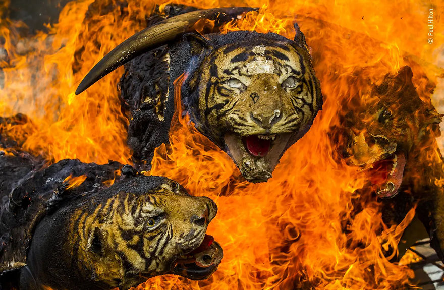 Wildlife Photojournalism Highly Commended: "Tiger Tiger, Burning Out" By Paul Hilton
