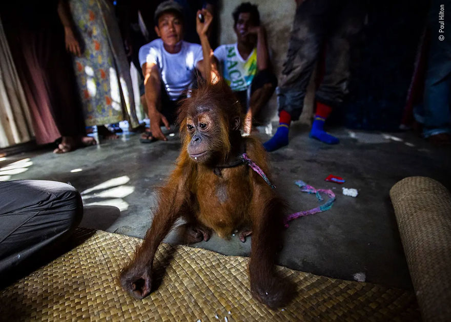 Wildlife Photojournalist Story Award Winner: "Baby Trade" By Paul Hilton