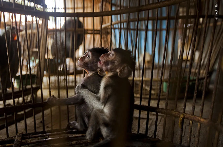 Wildlife Photojournalist Story Award Winner: "Cage Of Misery" By Paul Hilton