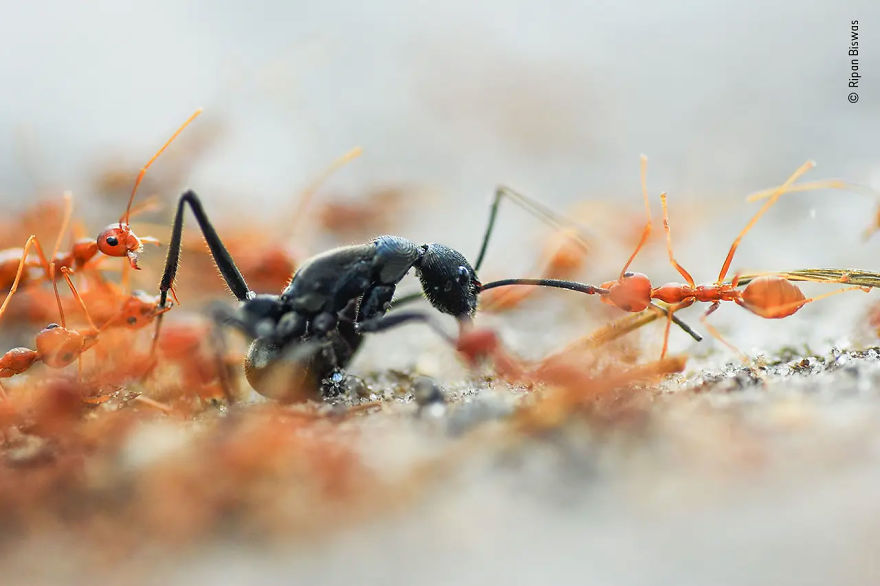 Wildlife Photographer Portfolio Award Winner: "Battle Of The Ants" By Ripan Biswas