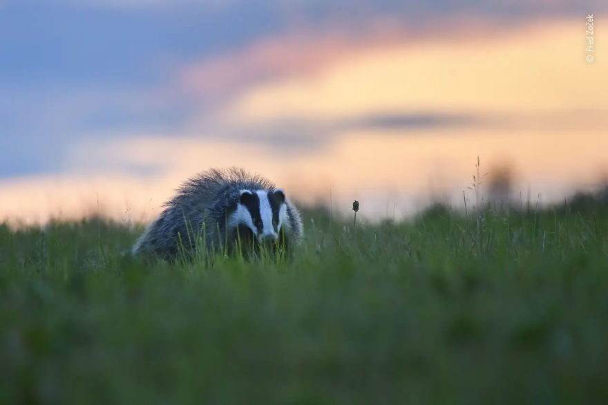 10 Years And Under Highly Commended: "Badger Caught Worming" By Fred Začek