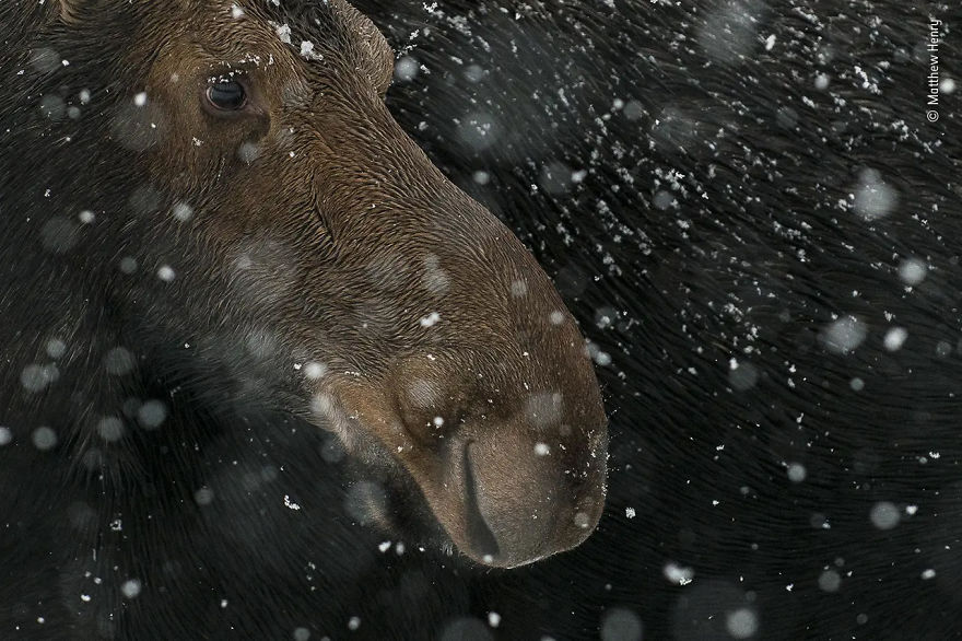 15-17 Years Young Highly Commended: "Snow Moose" By Matthew Henry