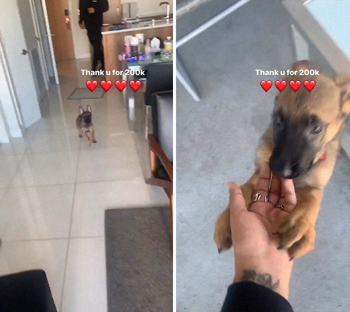 Esta mujer le arrojó un cachorro a un hombre, él se negó a devolvérselo y muestra lo feliz que es el perro ahora