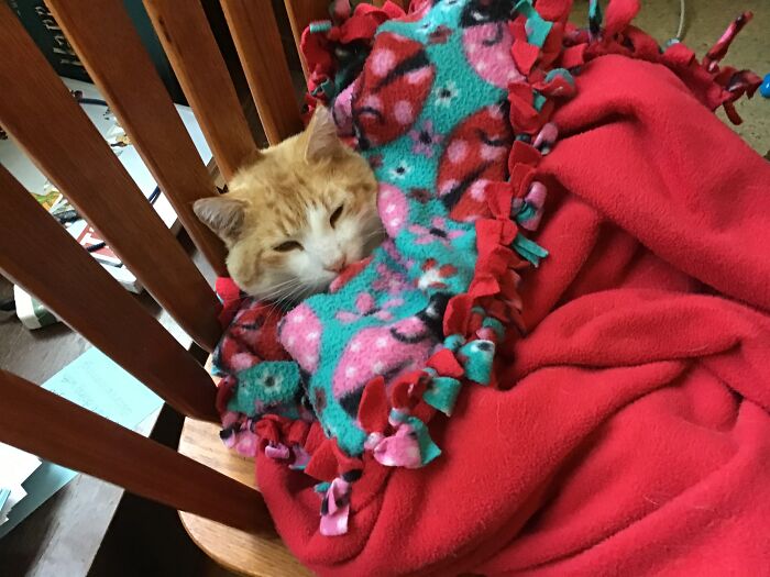 He’s A Really Good Cat. He’s Just.......weird Sometimes. Right Now He Is In A Blanket Burrito.