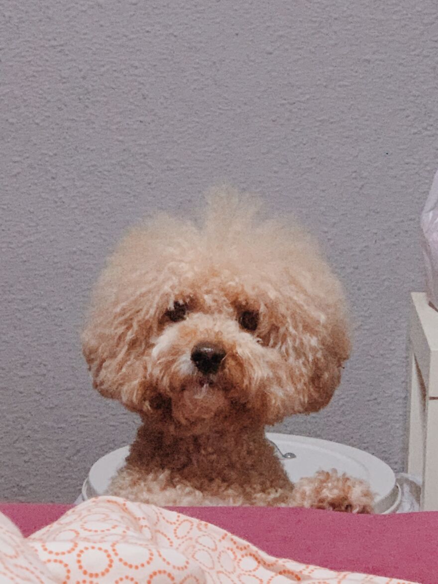 Unimpressed Doggo Unimpressed Doggo