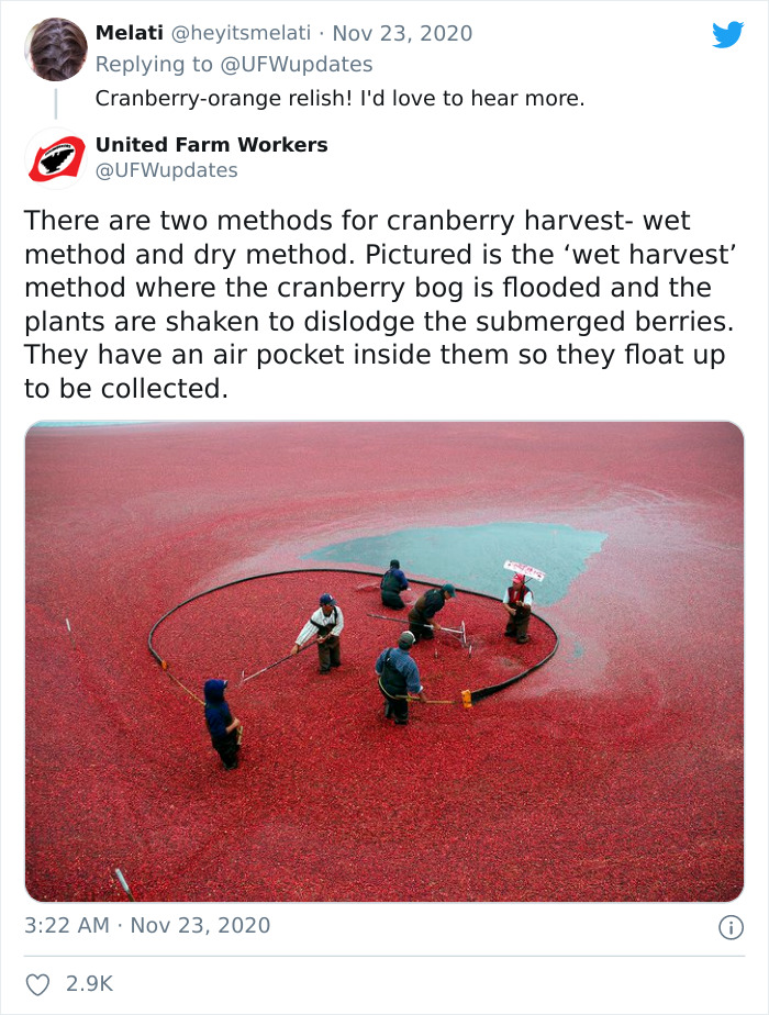 United Farm Workers Of America Honor Farmers By Showing People How Ingredients For Thanksgiving Meals Are Harvested