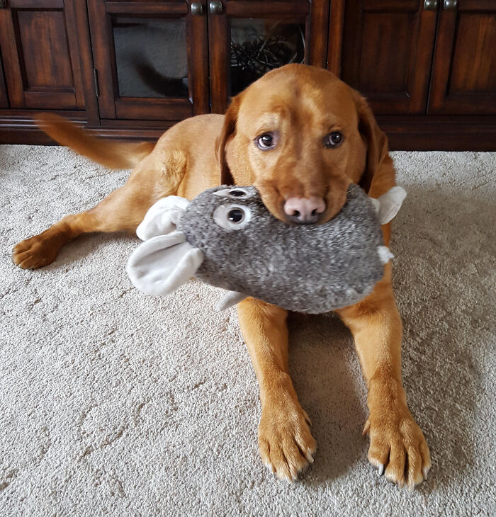 Whenever Someone Comes Over He Shows Them His Favorite Toy.