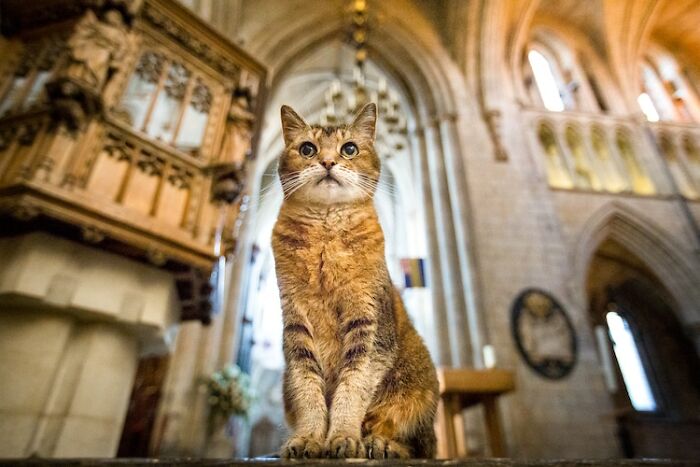 Cat Who Lived In A Church For 12 Years Passes Away, The Church Gives Her An Entire Memorial Service