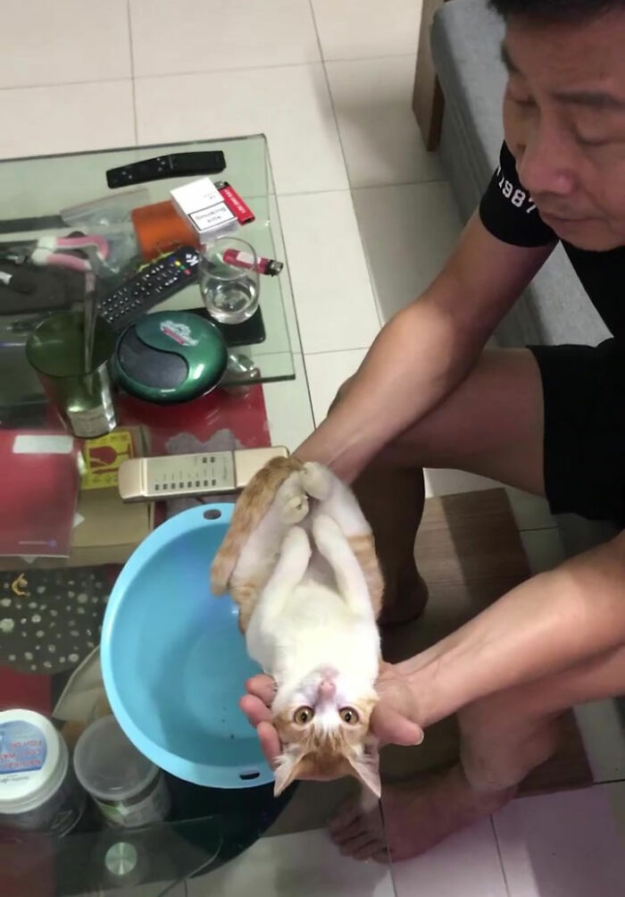 This Grandpa-To-Be Shows His Son How To Bathe A Baby By Using A Cat As An Example