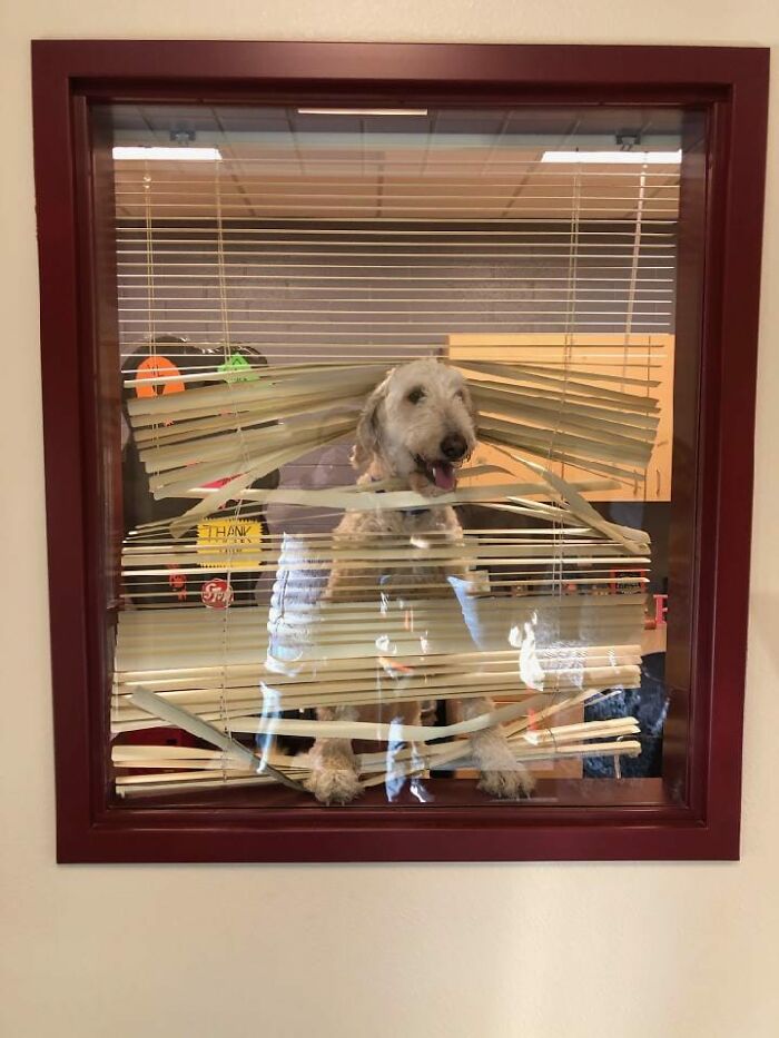 El tonto de mi perro siguió a los niños al colegio. Aquí una foto en el despacho del colegio, muy avergonzado