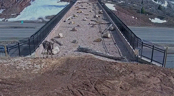 The Highway Overpass In Utah Is A Major Success And The Video Shows Many Wild Animals Using It To Avoid Danger