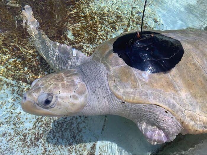 Sea Turtle Named Lou Learns To Swim Again After Losing Two Flippers In Fishing Nets