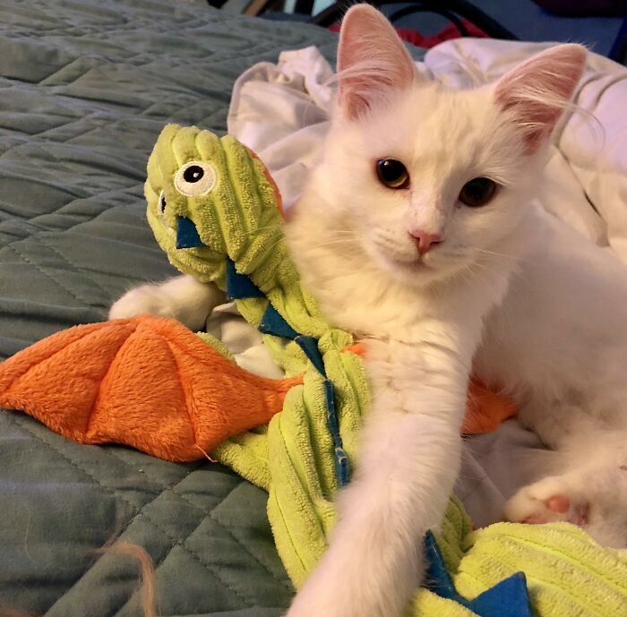 My Kitten, Khaleesi, Is Obsessed With Cuddling My Dog’s Dragon Toy... I Guess I Gave Her The Perfect Name