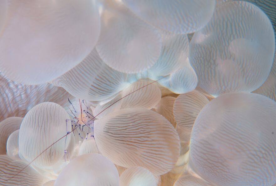 In The Bubble (Professional Nature & Underwater Category, 1st Place)