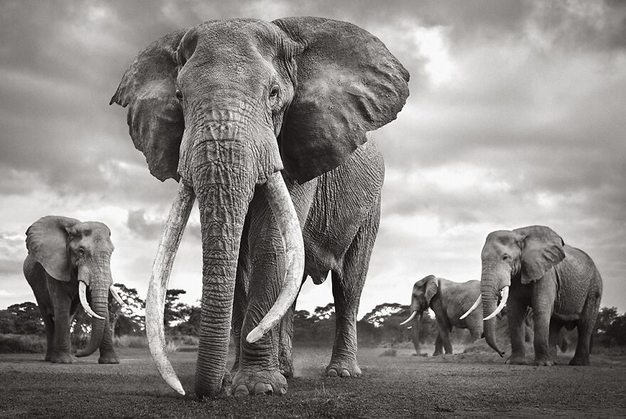 Colossal Shadows: Super Tuskers Of East Africa (Professional Nature & Wildlife Category, 1st Place)