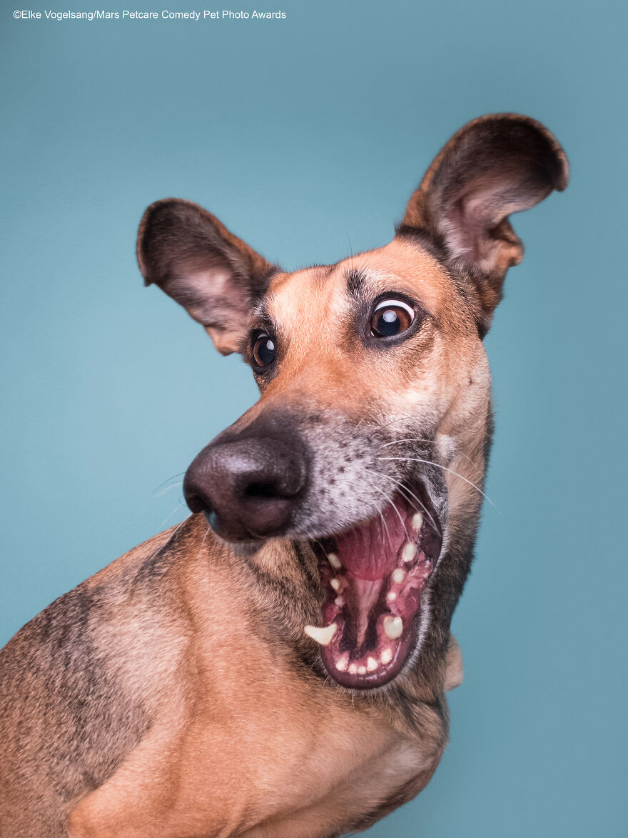 Highly Commended Winner: 'Squirrelll!!!' By Elke Vogelsang