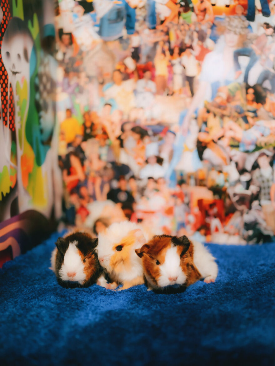 Pin-Up Guinea Pigs
