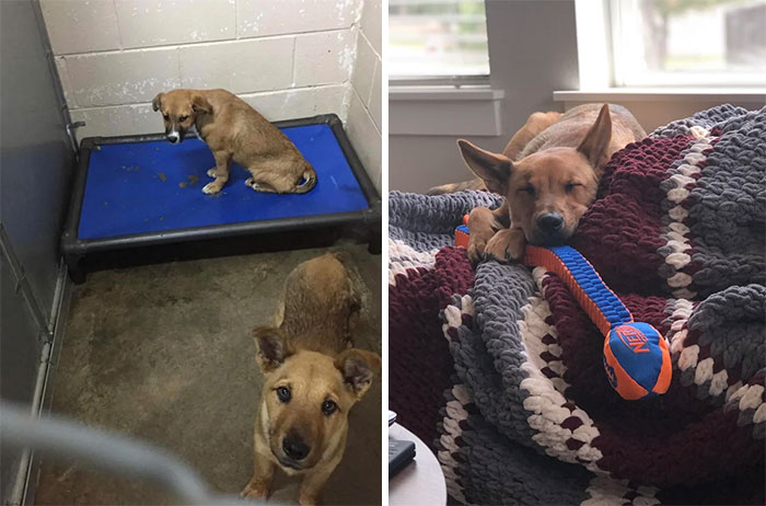 From The Shelter (Apr. 2019) > His Forever Home (Sept. 2019)