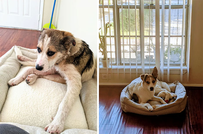 Ramona, Adoption Day To 8 Months Later