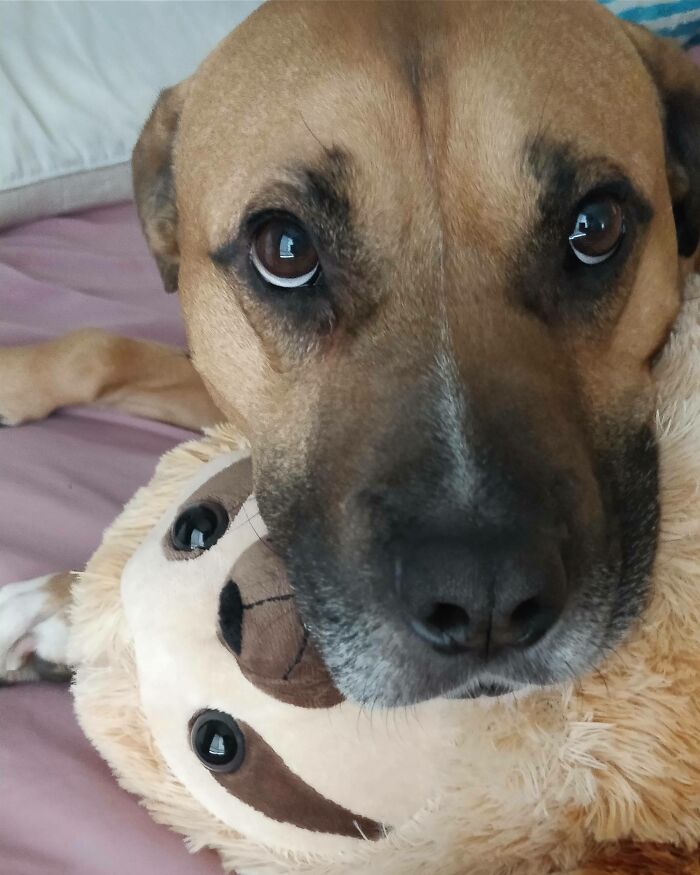 Our 6yo Rescue Dog Didn't Know What Toys Were. He's Slowly Learning, And His Favorites Are The Plushies. Here Is Frank With Slothy.