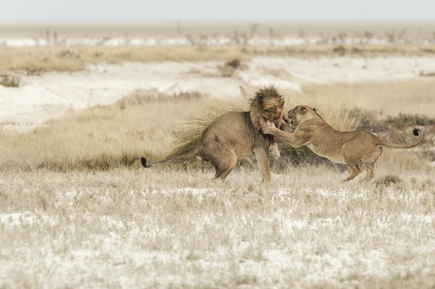 Lion And Lioness Greet